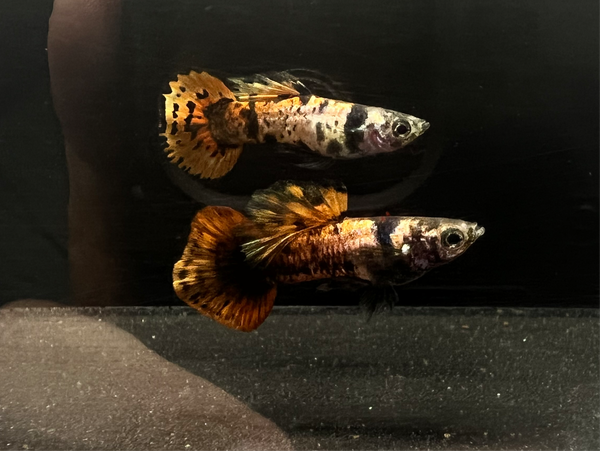 Magenta Tiger Guppy Pair – Twin Cities Guppies