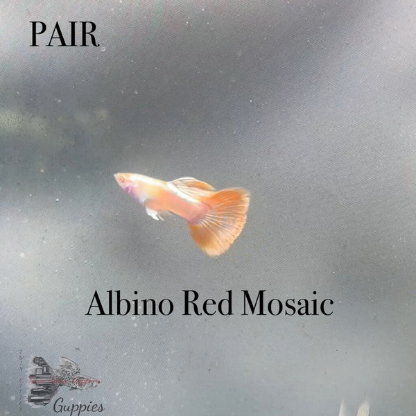 Albino Red Mosaic PAIR
