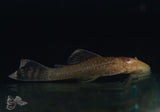 Image Title Albino Bushy Nose Pleco