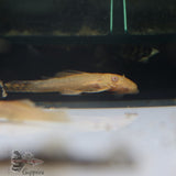 Image Title Albino Bushy Nose Pleco