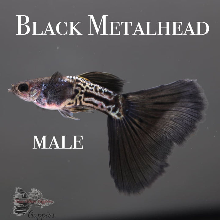 Black Metalhead Pair Guppy