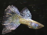 Image Title Blue Grass Metalhead Guppy