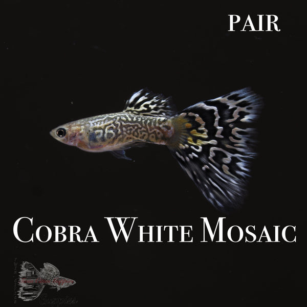 cobra-white-mosaic-pair-twin-cities-guppies