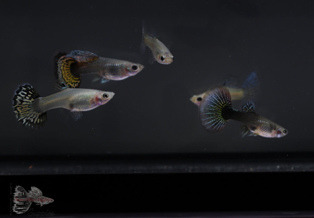 Image Title Community Fish Pack Guppy