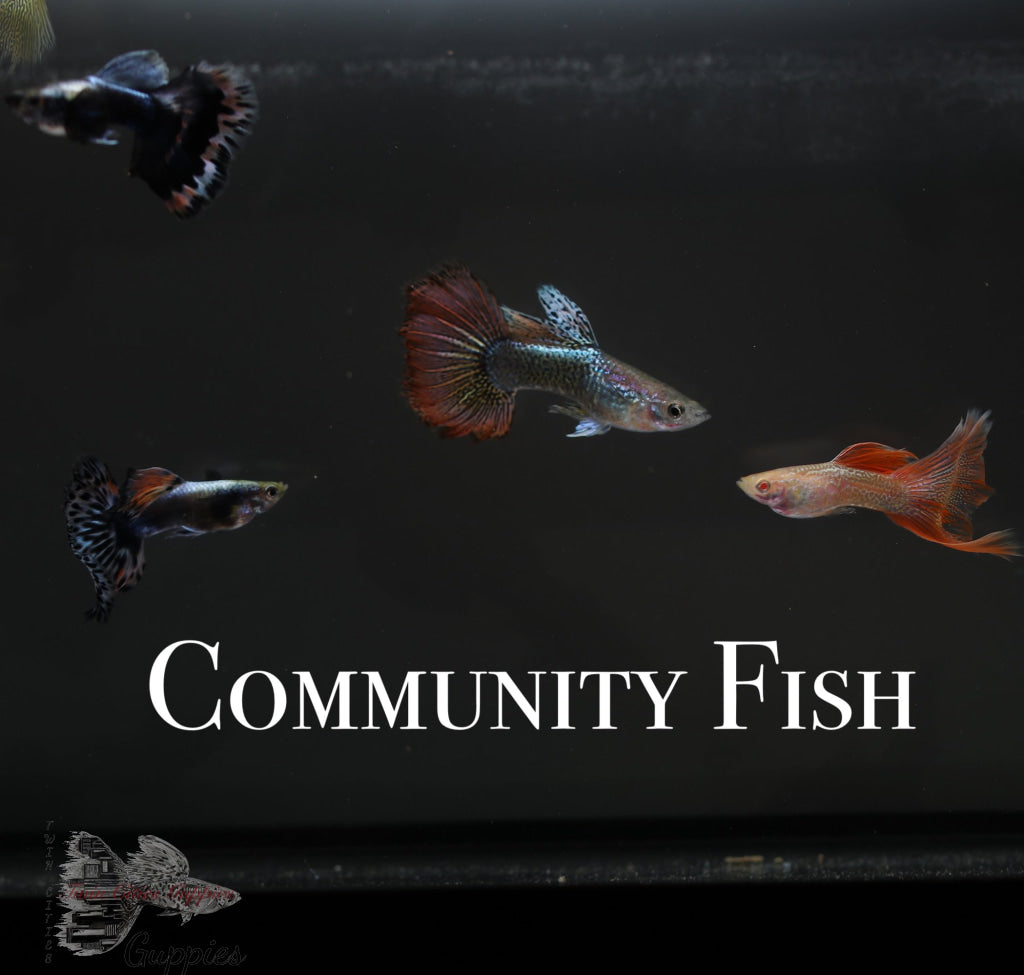 Image Title Community Guppies Guppy