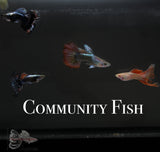 Image Title Community Guppies Guppy