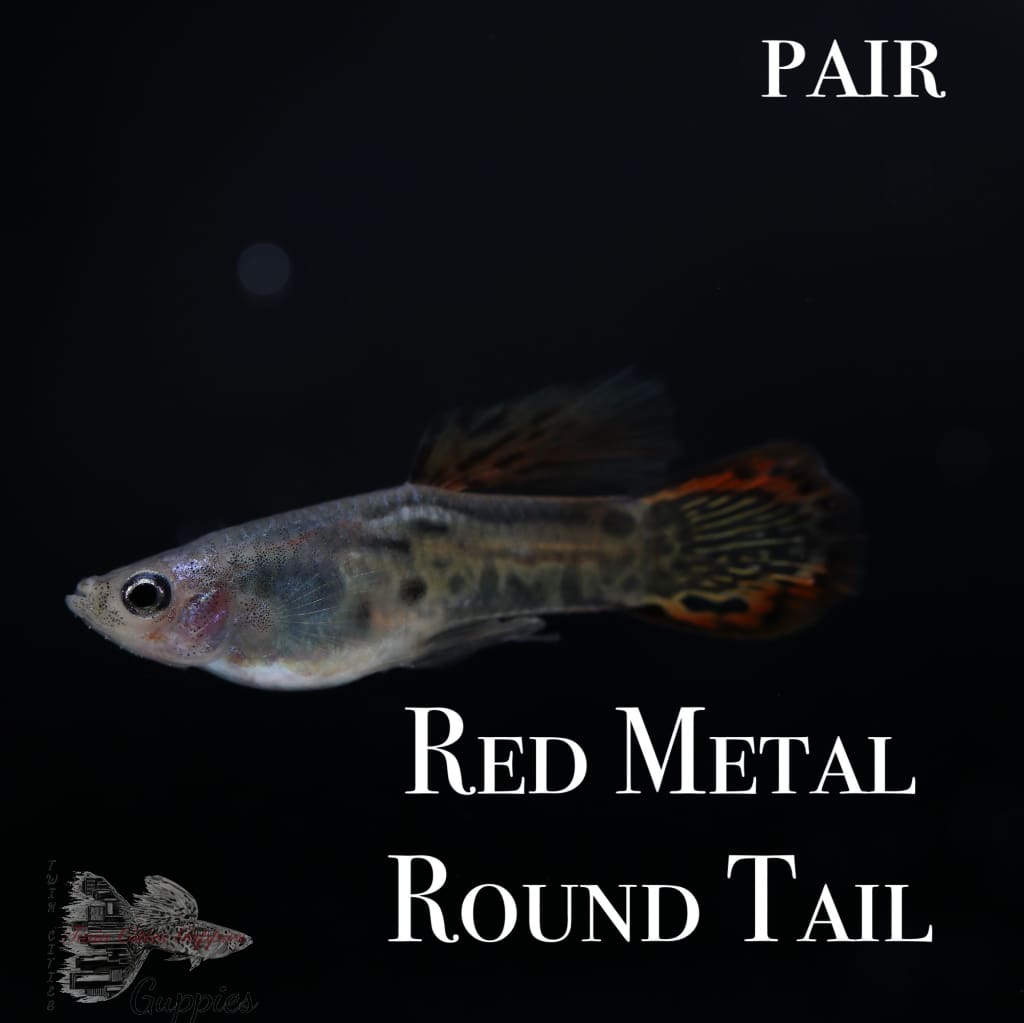 Image Title Red Metal Round Tail PAIR Guppy