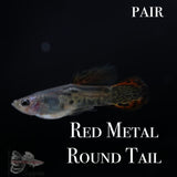 Image Title Red Metal Round Tail PAIR Guppy