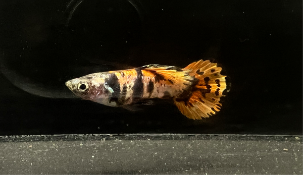 Magenta Tiger Guppy Pair