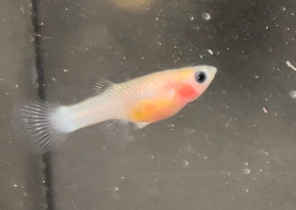 Glass Belly Panda Pair