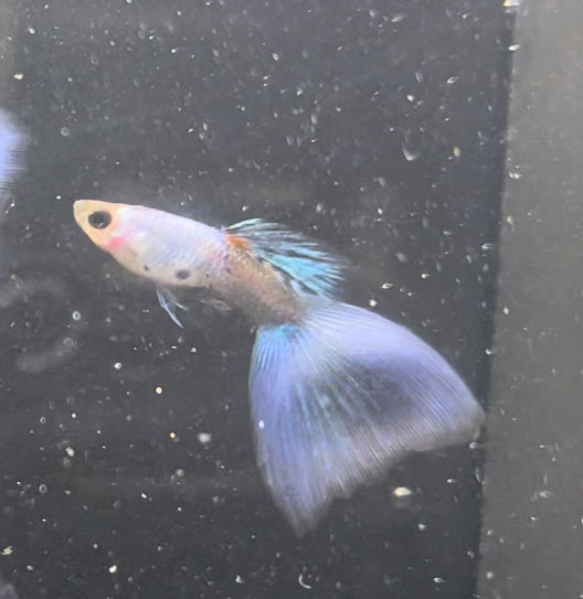 Purple Silverado Pair