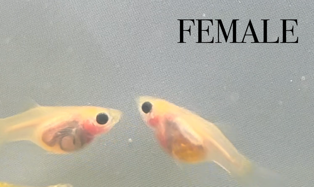 Gold Snakeskin Glass Belly Short Body TRIO