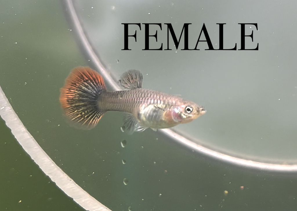 Lavender Magenta Dragon TRIO