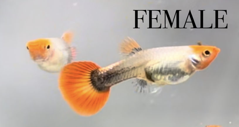 Red Koi Snakeskin TRIO