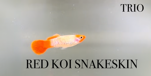 Red Koi Snakeskin TRIO