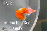 Albino Full Red Dumbo PAIR