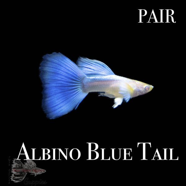 Albino Blue Tail PAIR