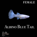 Albino Blue Tail Guppy