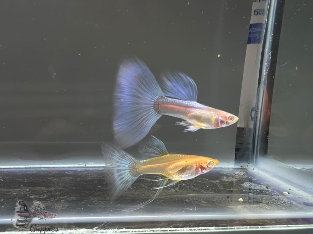 Albino Blue Tail Ribbon Pair