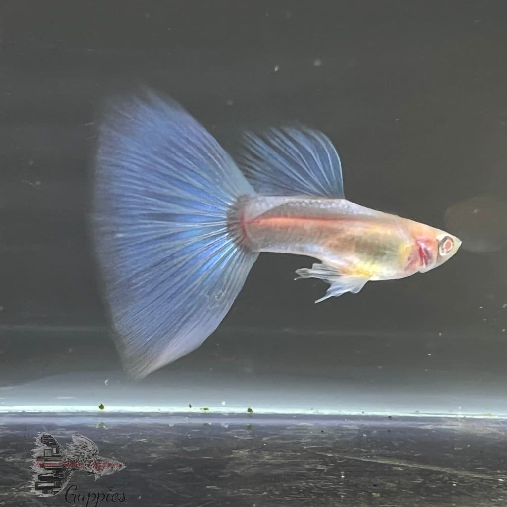 Albino Blue Tail Ribbon Pair