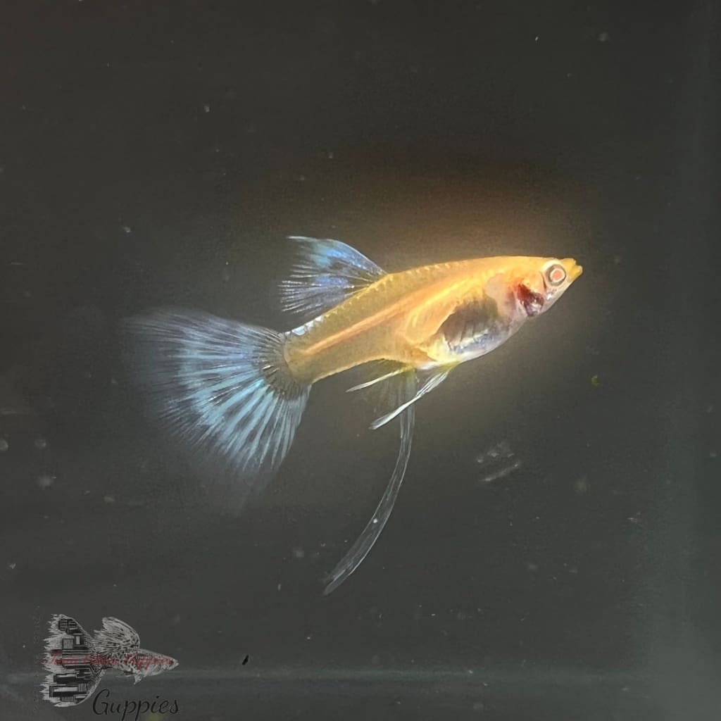 Albino Blue Tail Ribbon Pair