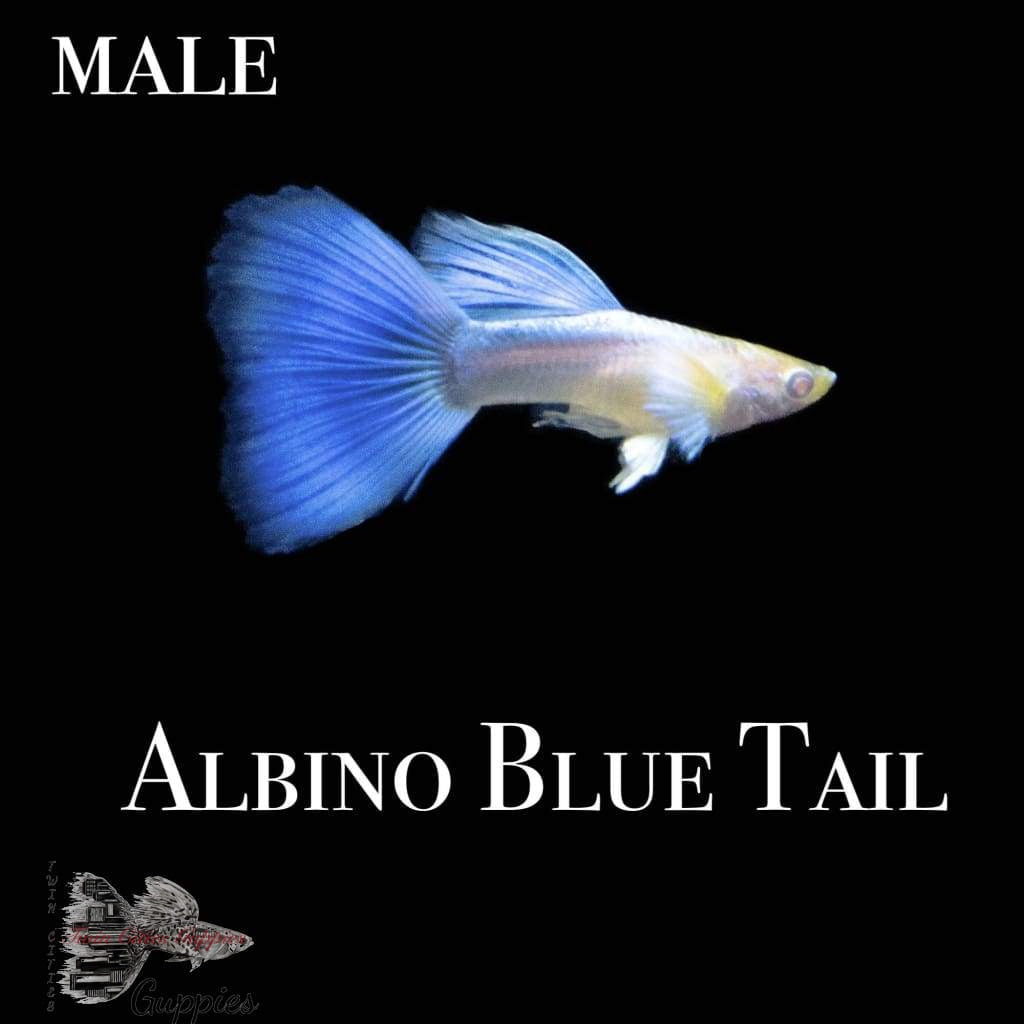 Albino Blue Tail Guppy