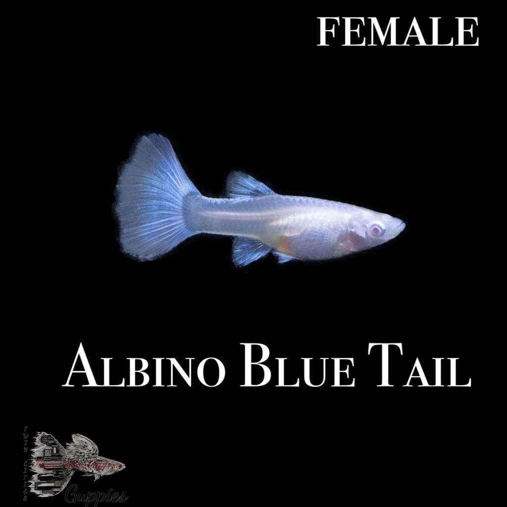 Albino Blue Tail Guppy