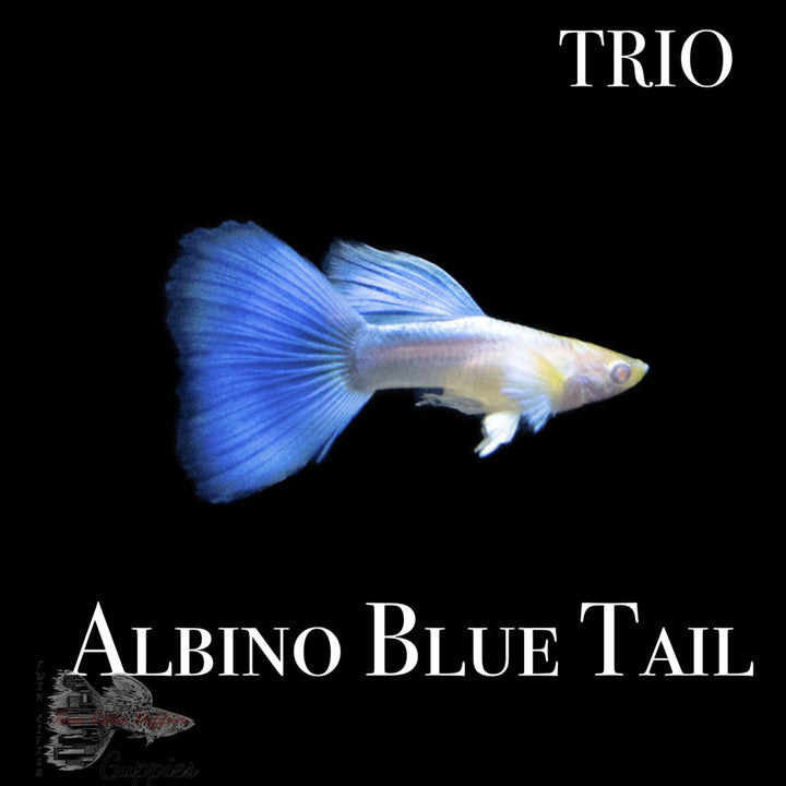 Albino Blue Tail Trio Trio Guppy