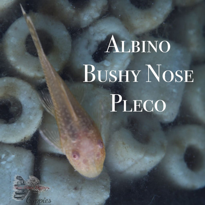 Albino Bushy Nose Pleco