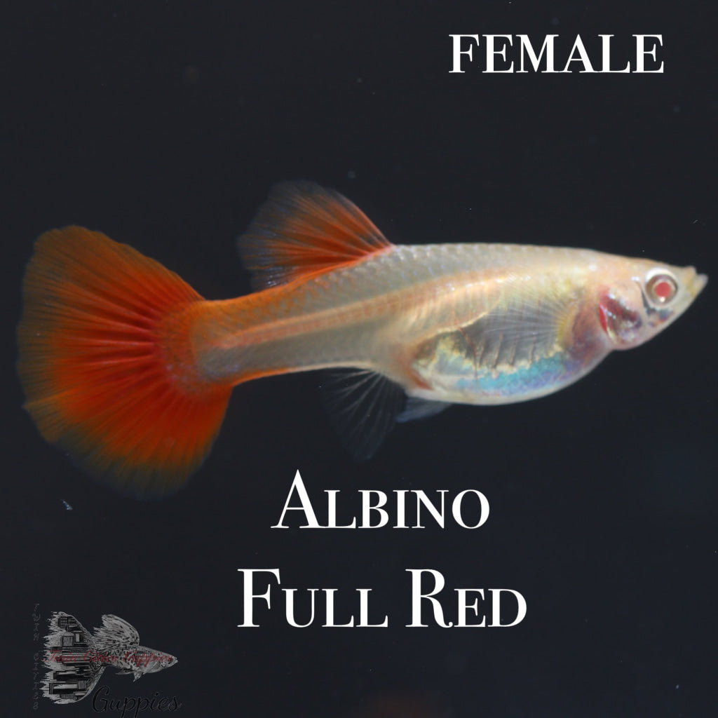 Albino Full Red PAIR