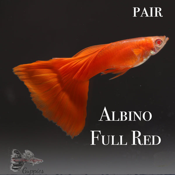 Albino Full Red PAIR