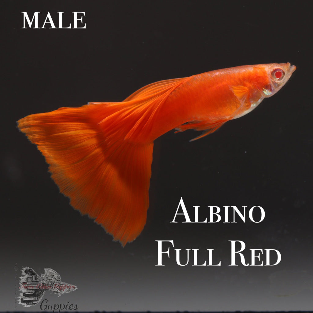 Albino Full Red TRIO