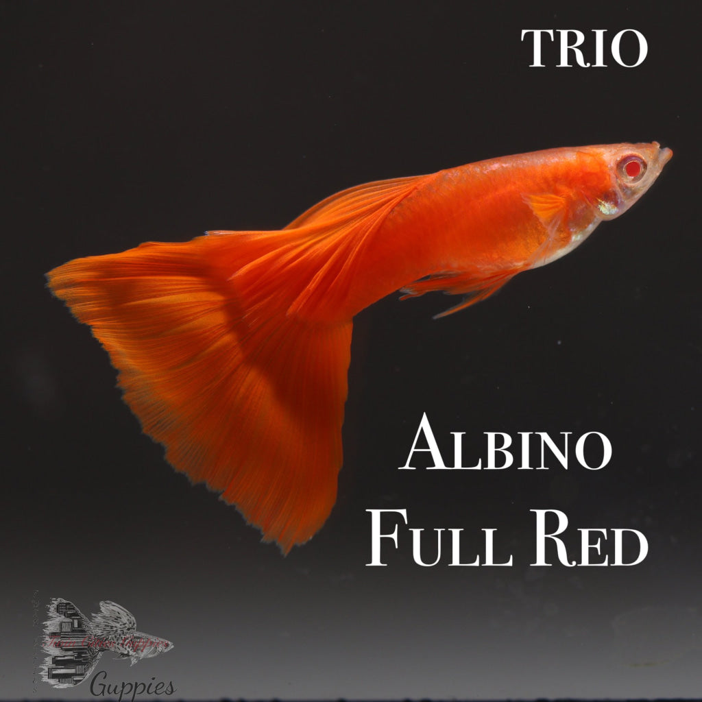 Albino Full Red TRIO
