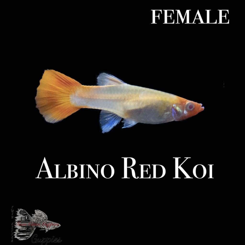Albino Red Koi Guppy