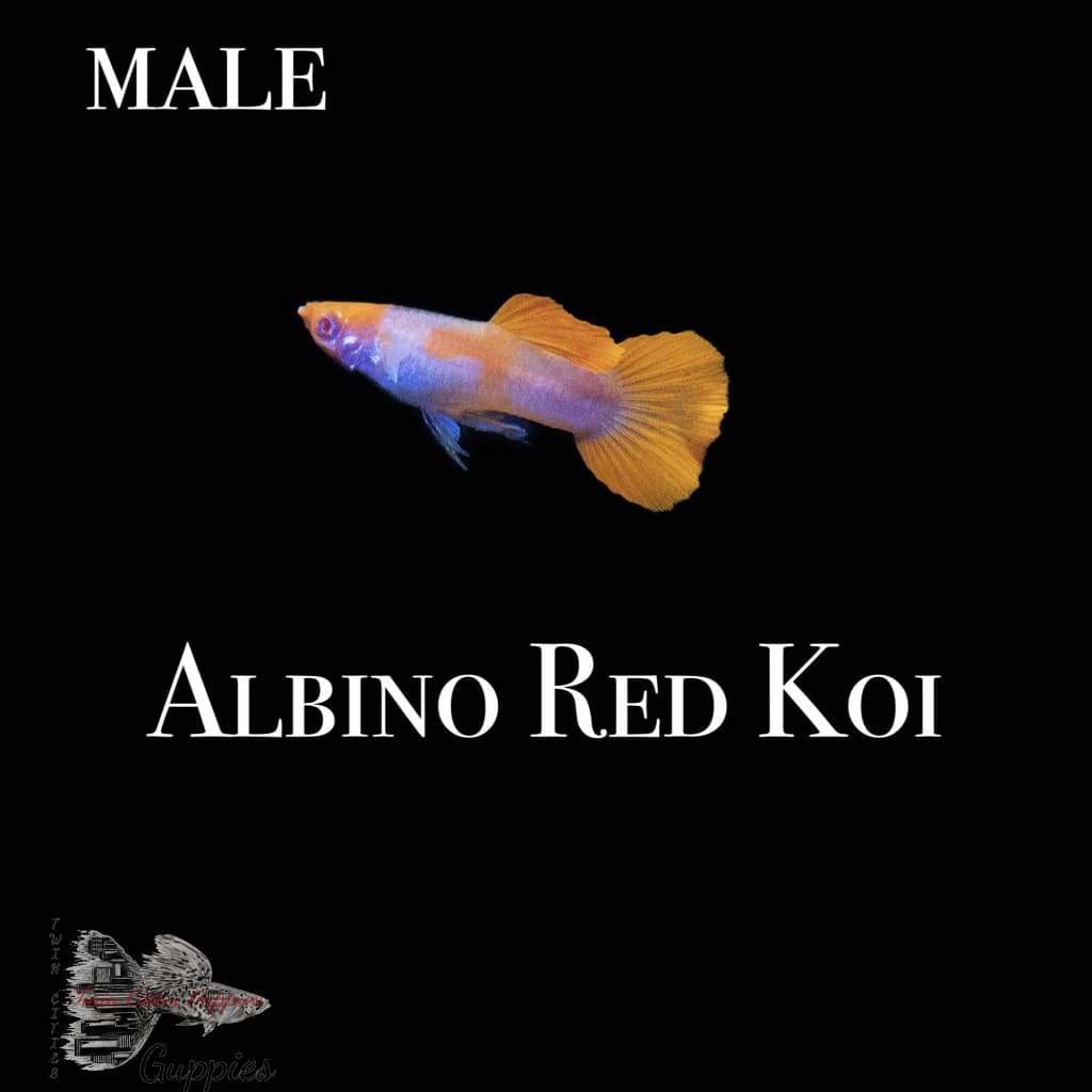 Albino Red Koi Guppy