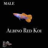 Albino Red Koi Guppy