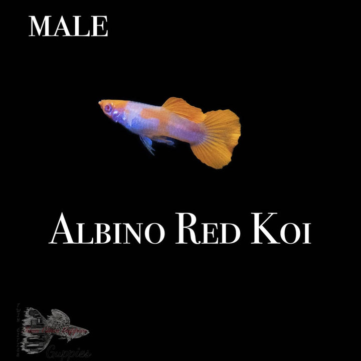 Albino Red Koi Guppy