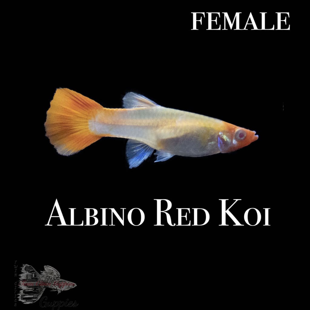 Albino Red Koi Guppy