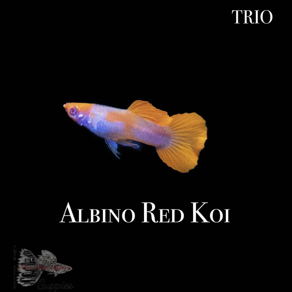 Albino Red Koi Trio Guppy