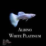 Albino White Platinum Imported Pair Guppy
