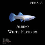 Albino White Platinum Guppy