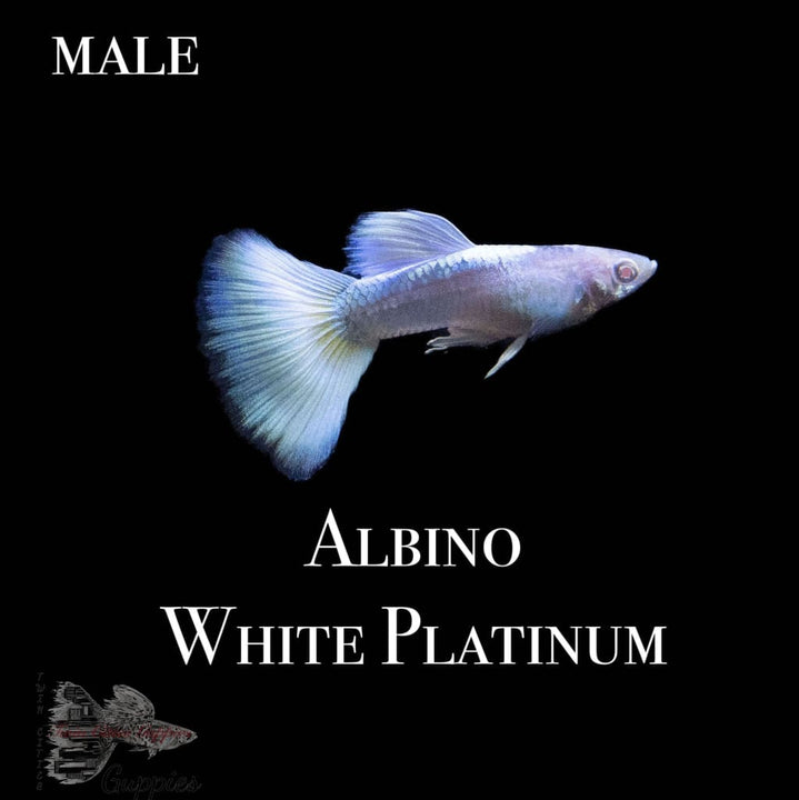 Albino White Platinum Guppy