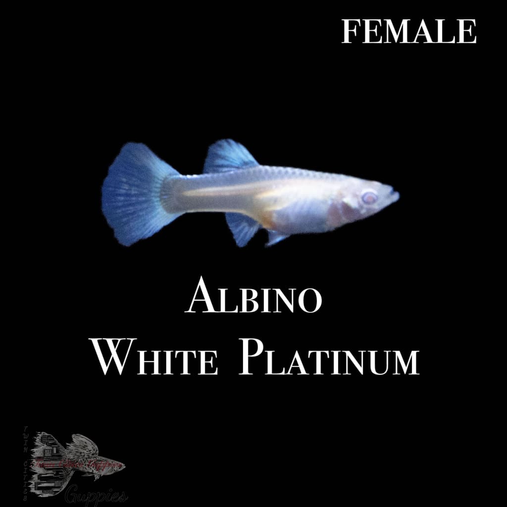 Albino White Platinum Guppy