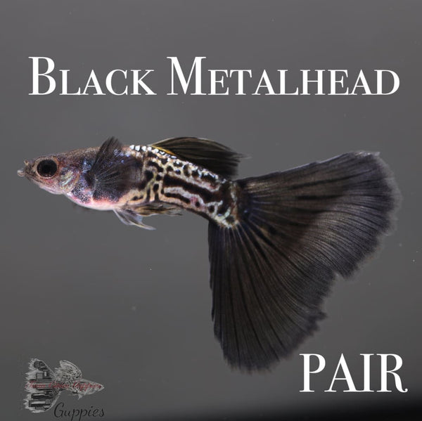 Black Metalhead PAIR