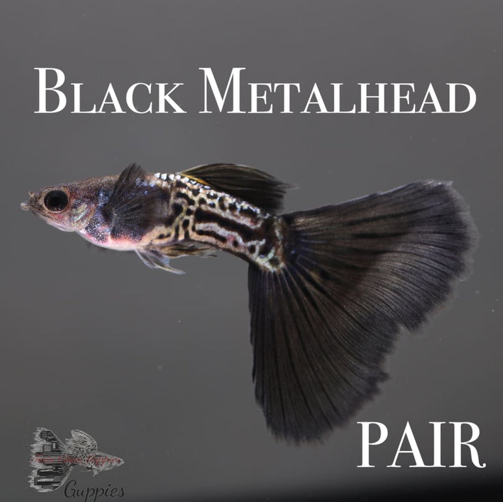 Black Metalhead Pair Guppy