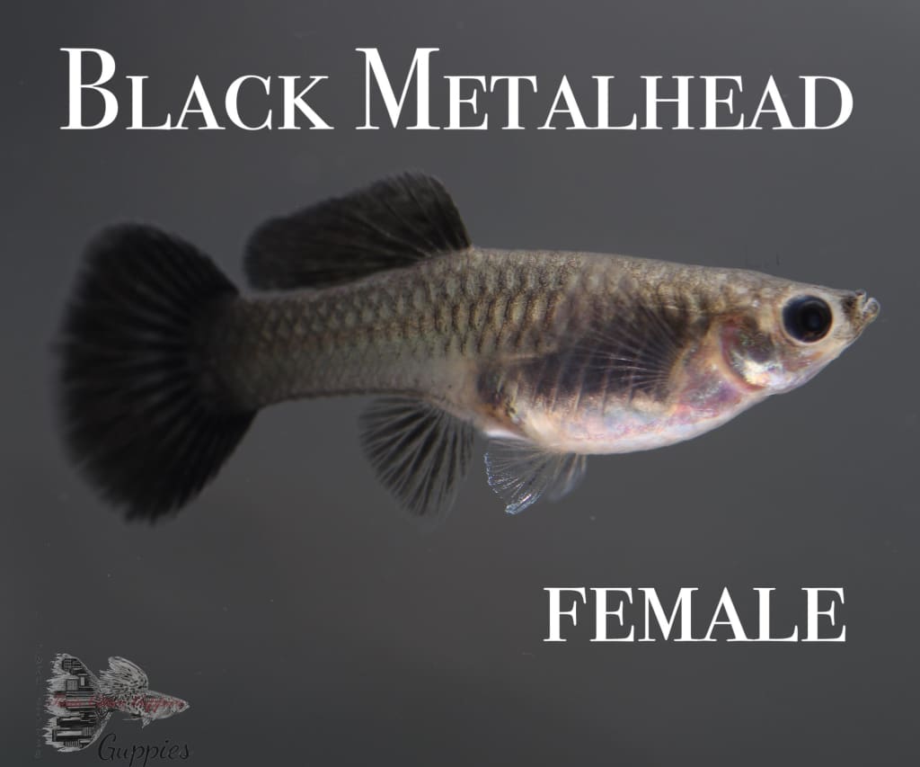 Black Metalhead Trio Guppy