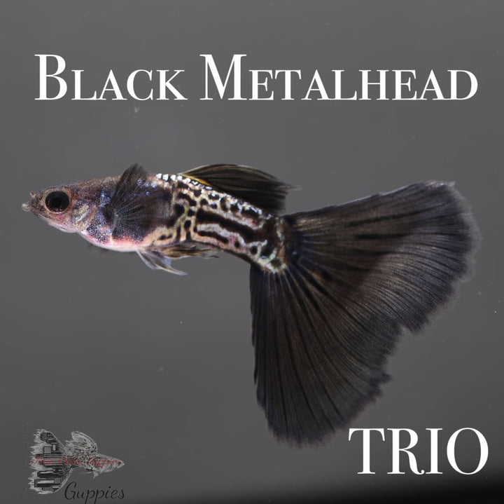 Black Metalhead Trio Guppy