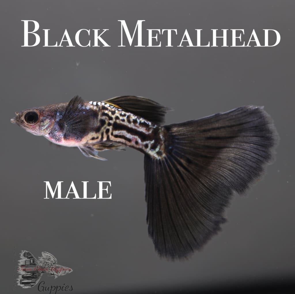 Black Metalhead Trio Guppy