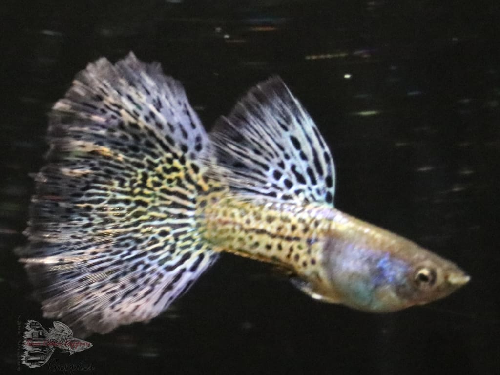 Blue Grass Metalhead Guppy