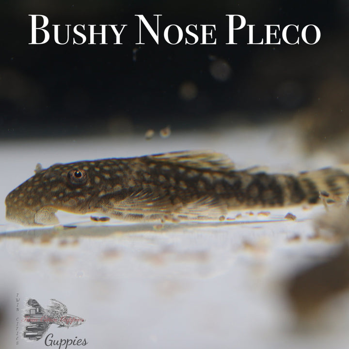 Bushy Nose Pleco